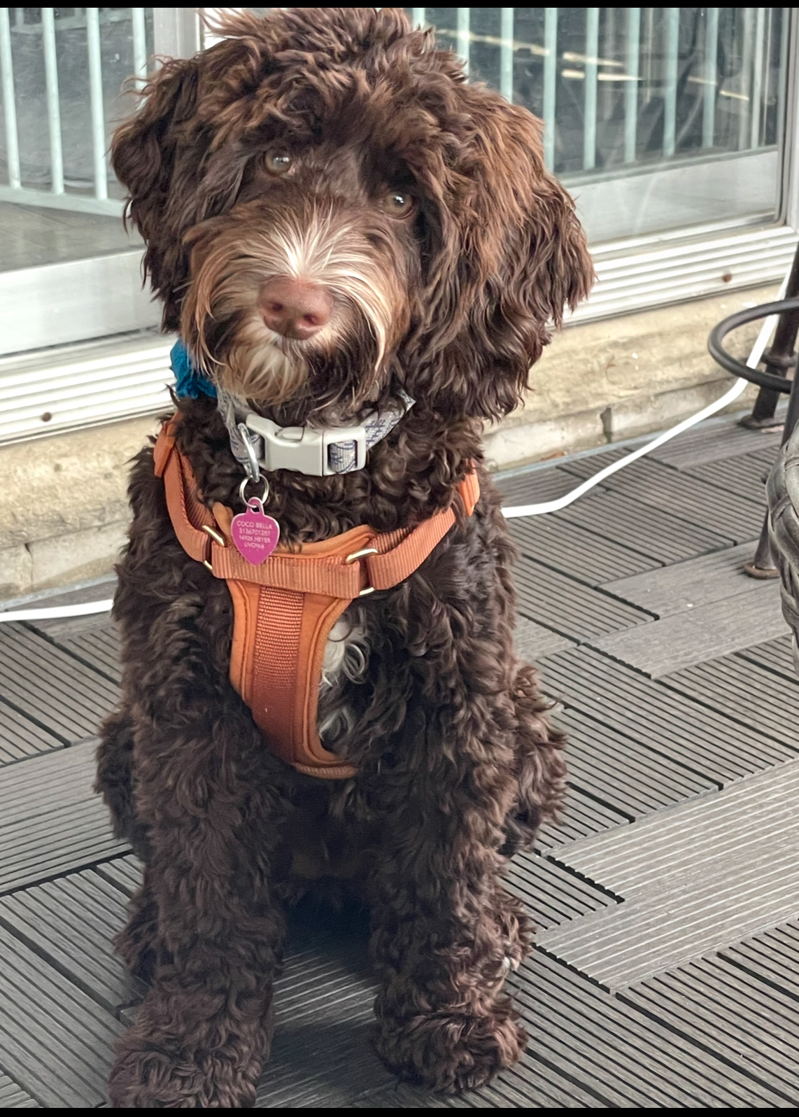 Happy Paws Pet Services - Photo 4