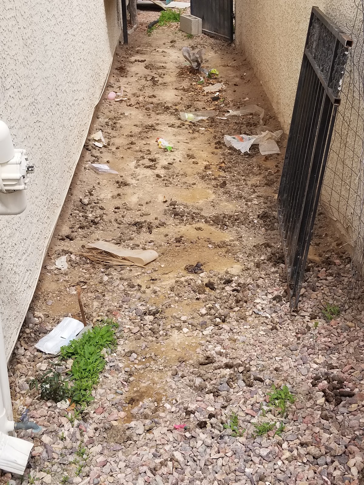 Skip's Puppy Poo Poo Pick-up Service - Photo 2