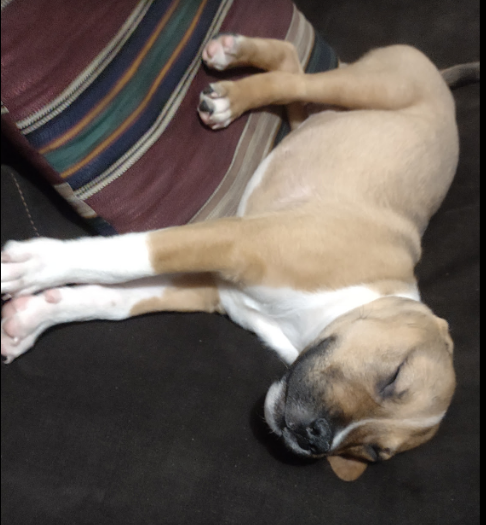 Chitty Chitty Gone Gone pet waste removal service