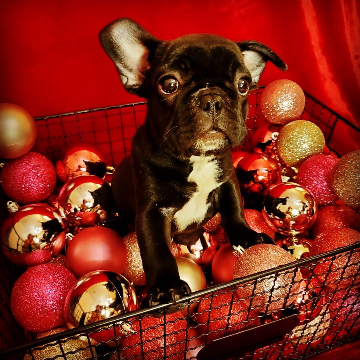 Poo Squad - Sacramento - Photo 4