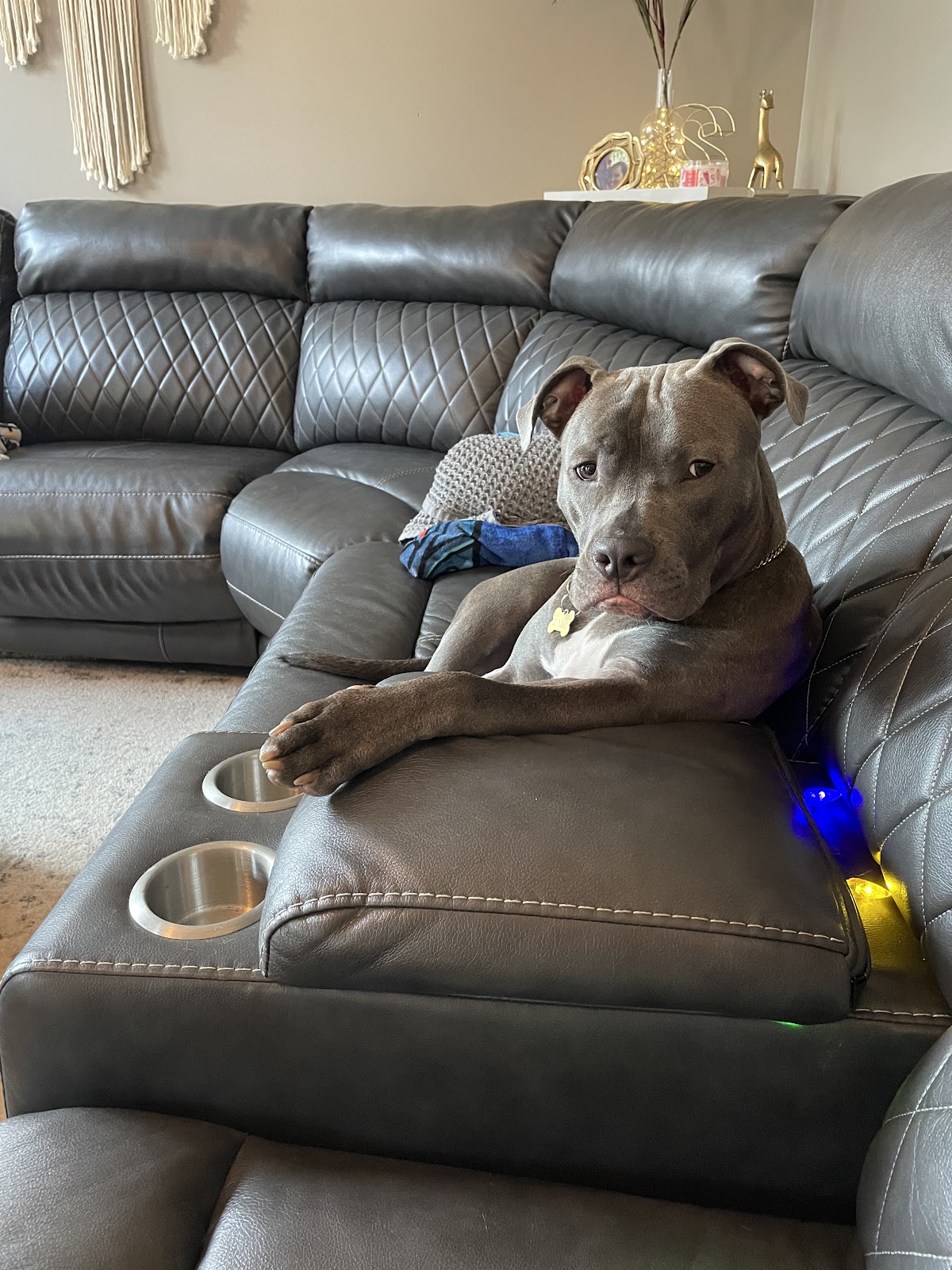 Find & Scoop Dog Waste Cleanup - Photo 4