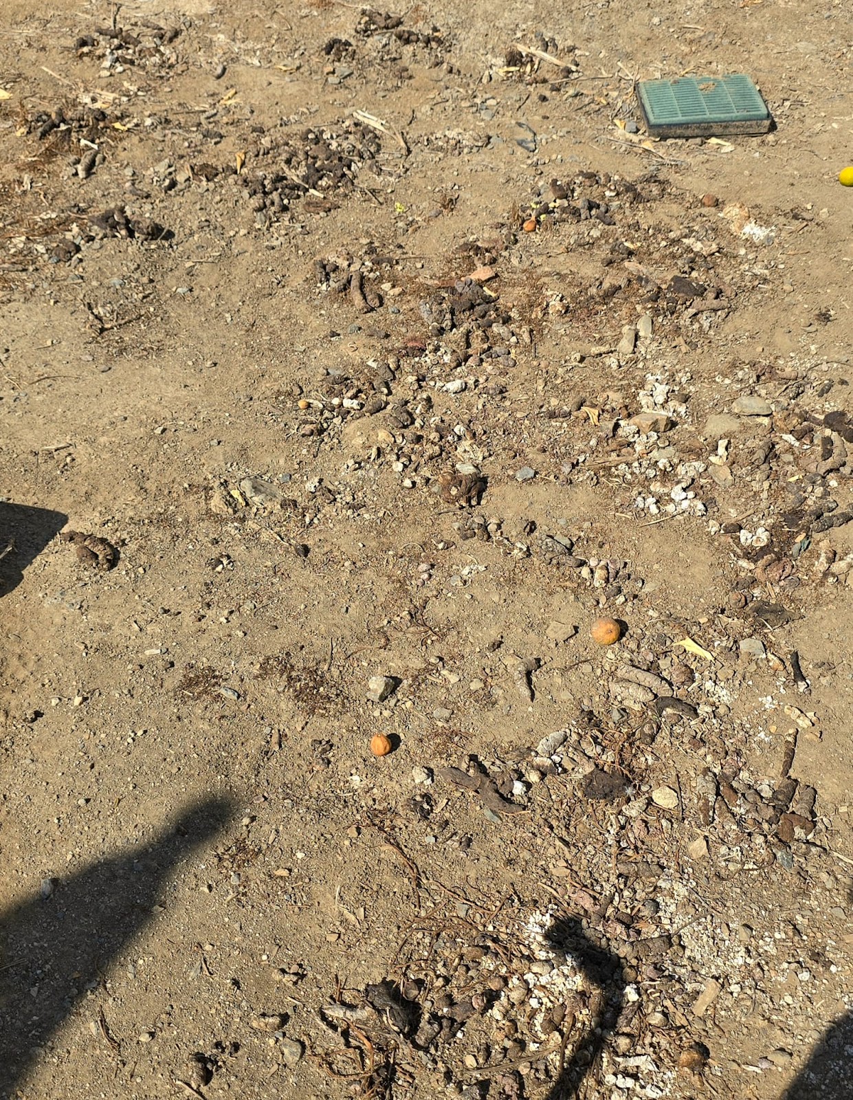 Scooper Bros - Photo 2