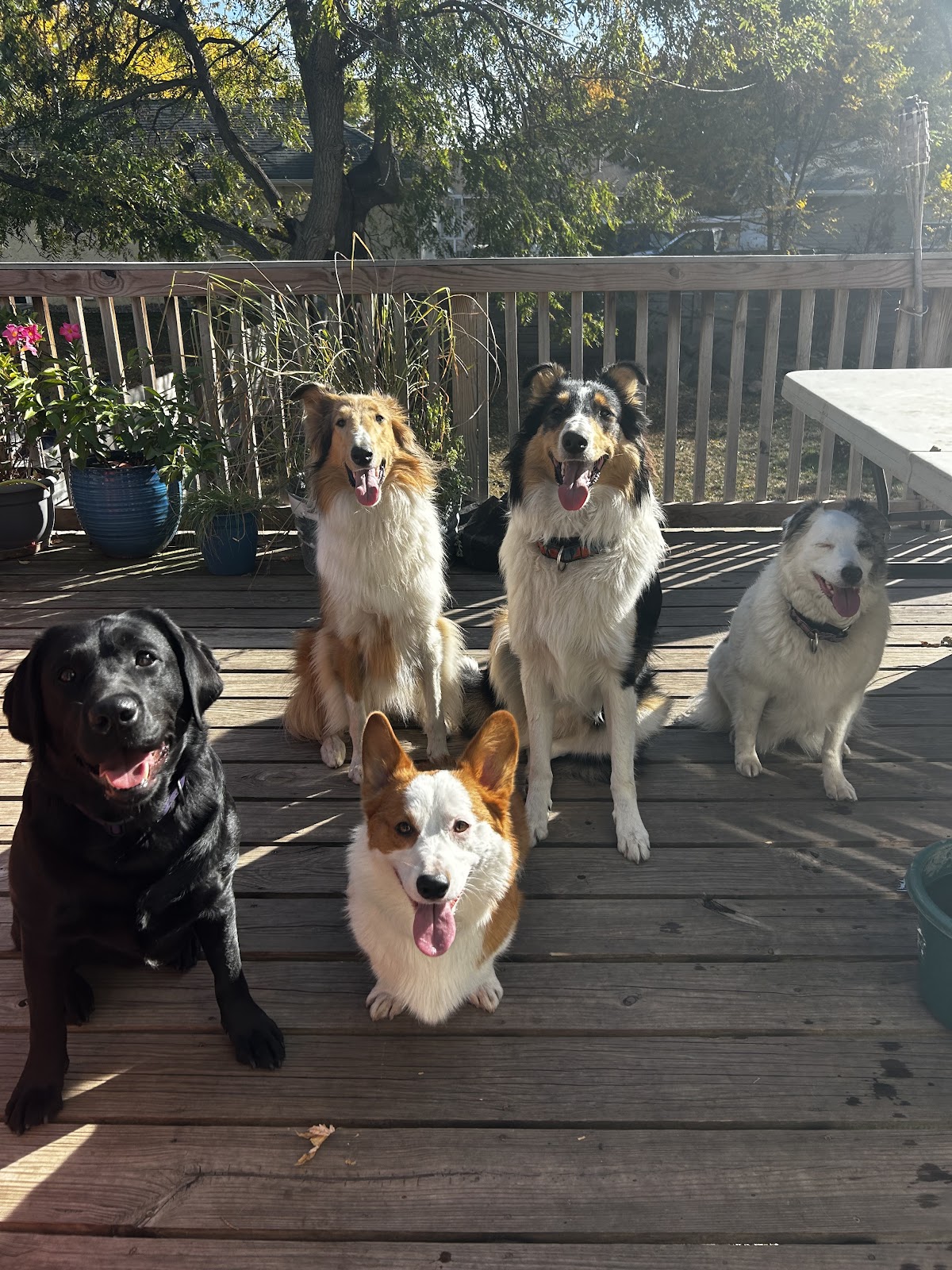 Dog Gone Waste Removal