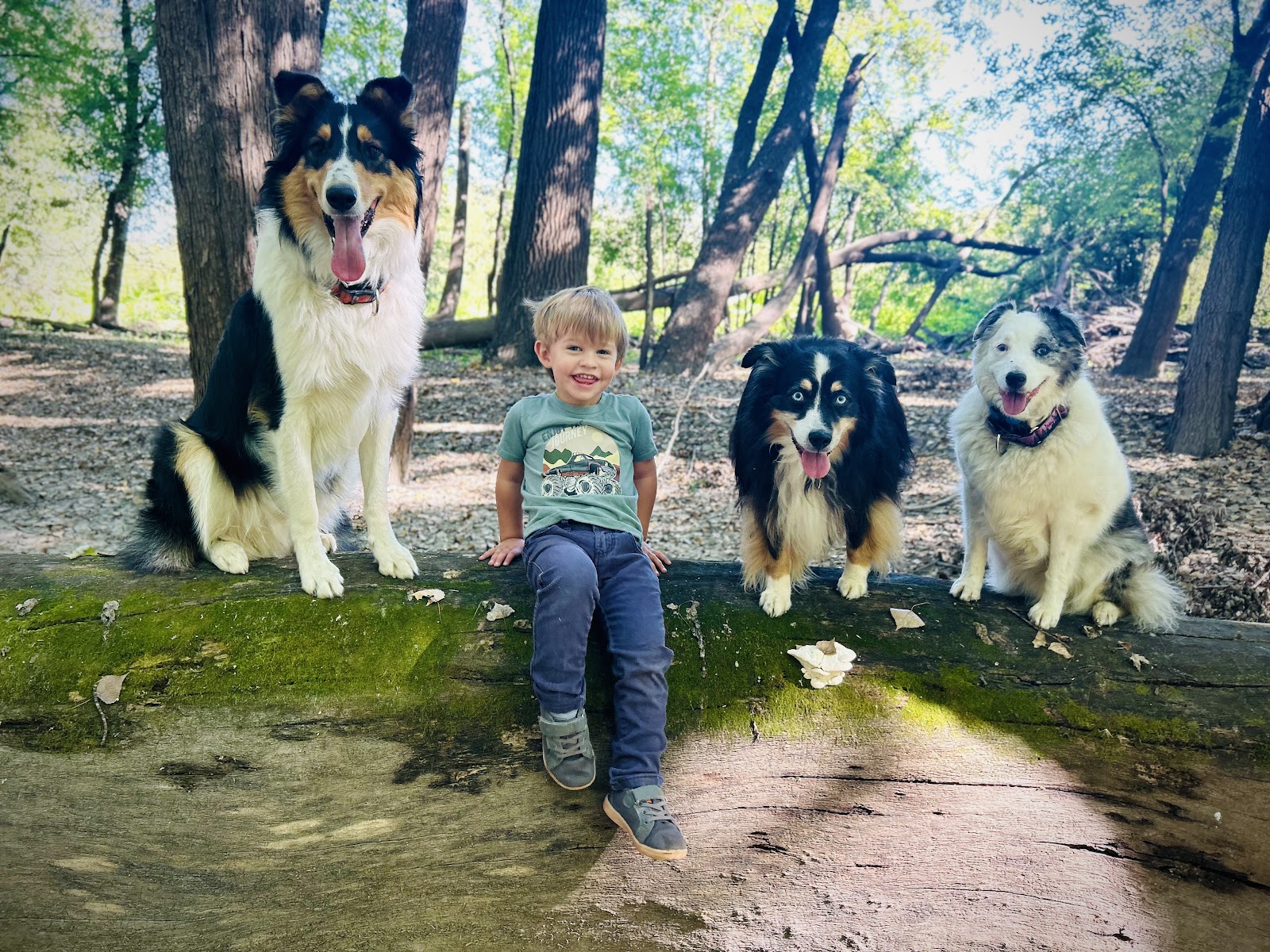 Dog Gone Waste Removal - Photo 3