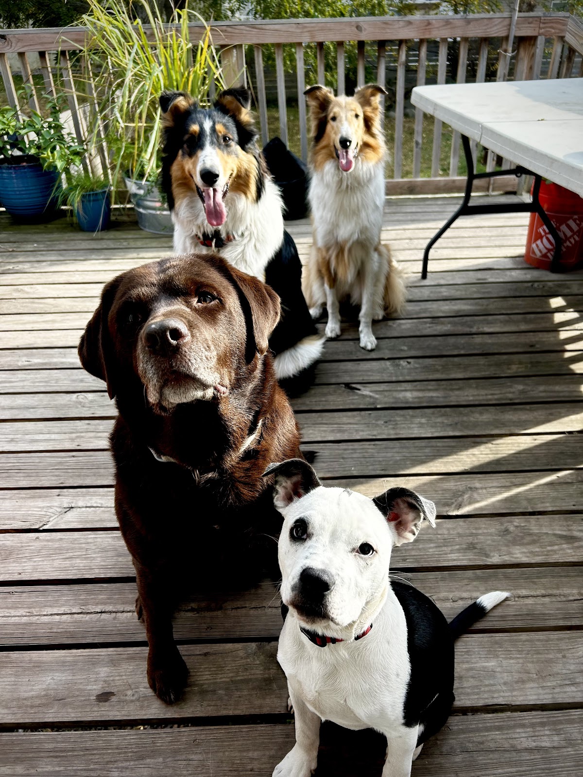 Dog Gone Waste Removal - Photo 4