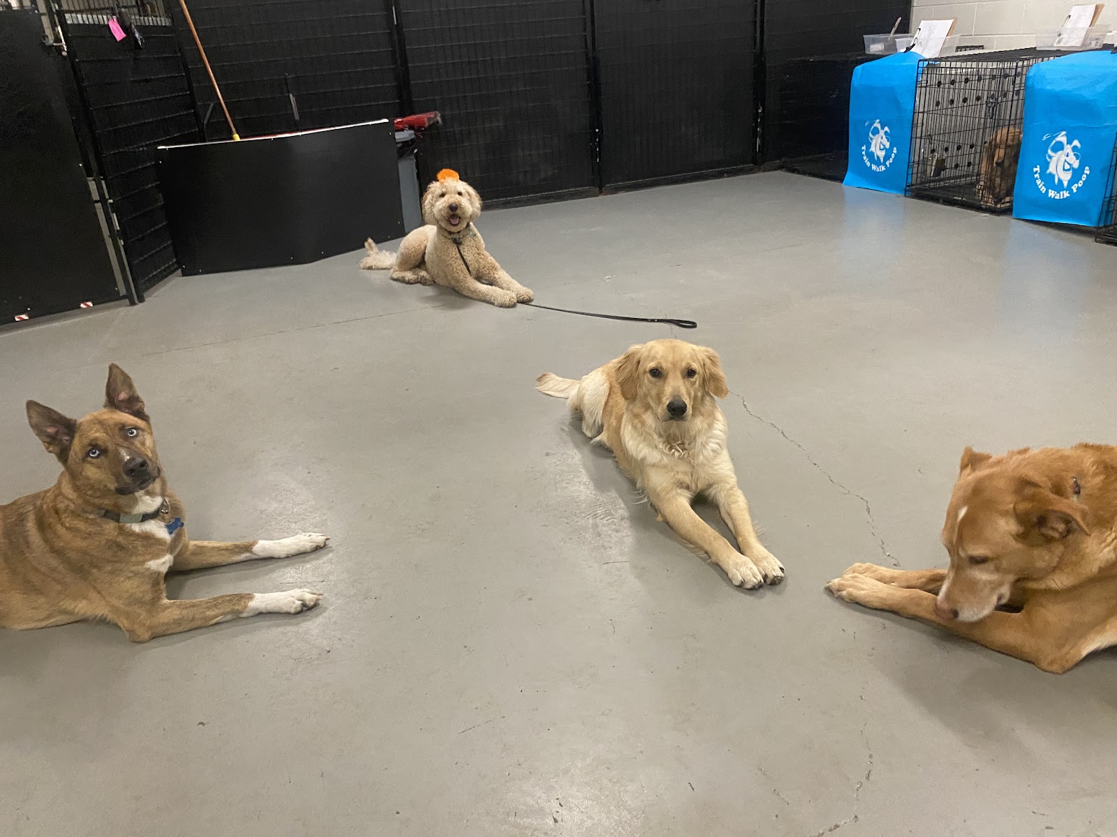 Train Walk Poop - Photo 2