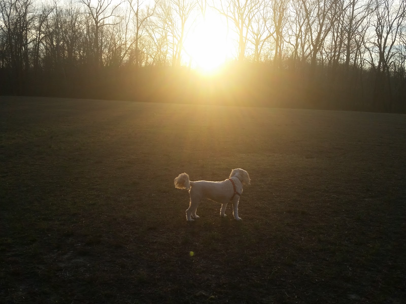 Cara's Furever Friends Pet Care & Dog Waste Removal