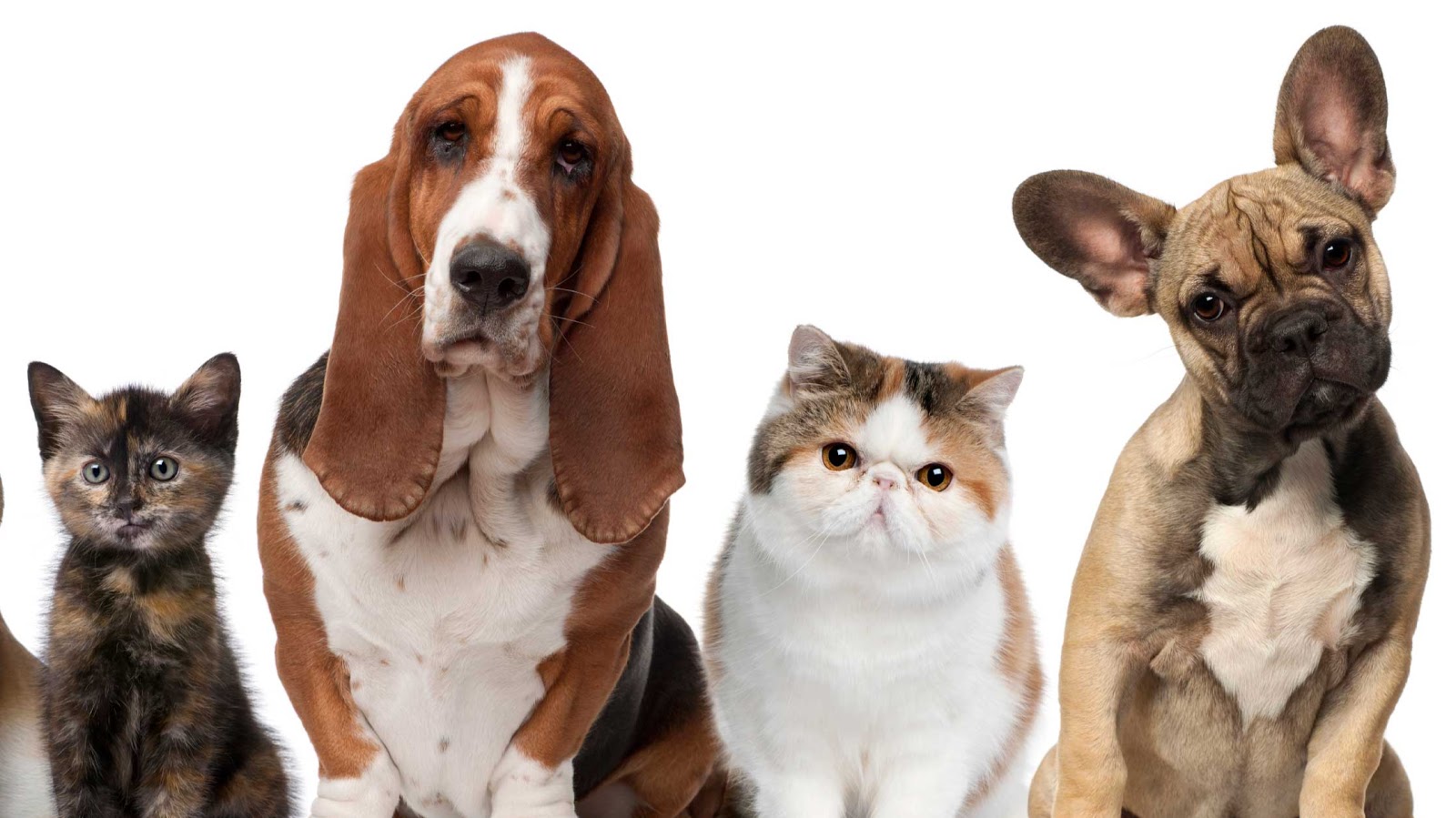 Cara's Furever Friends Pet Care & Dog Waste Removal - Photo 2