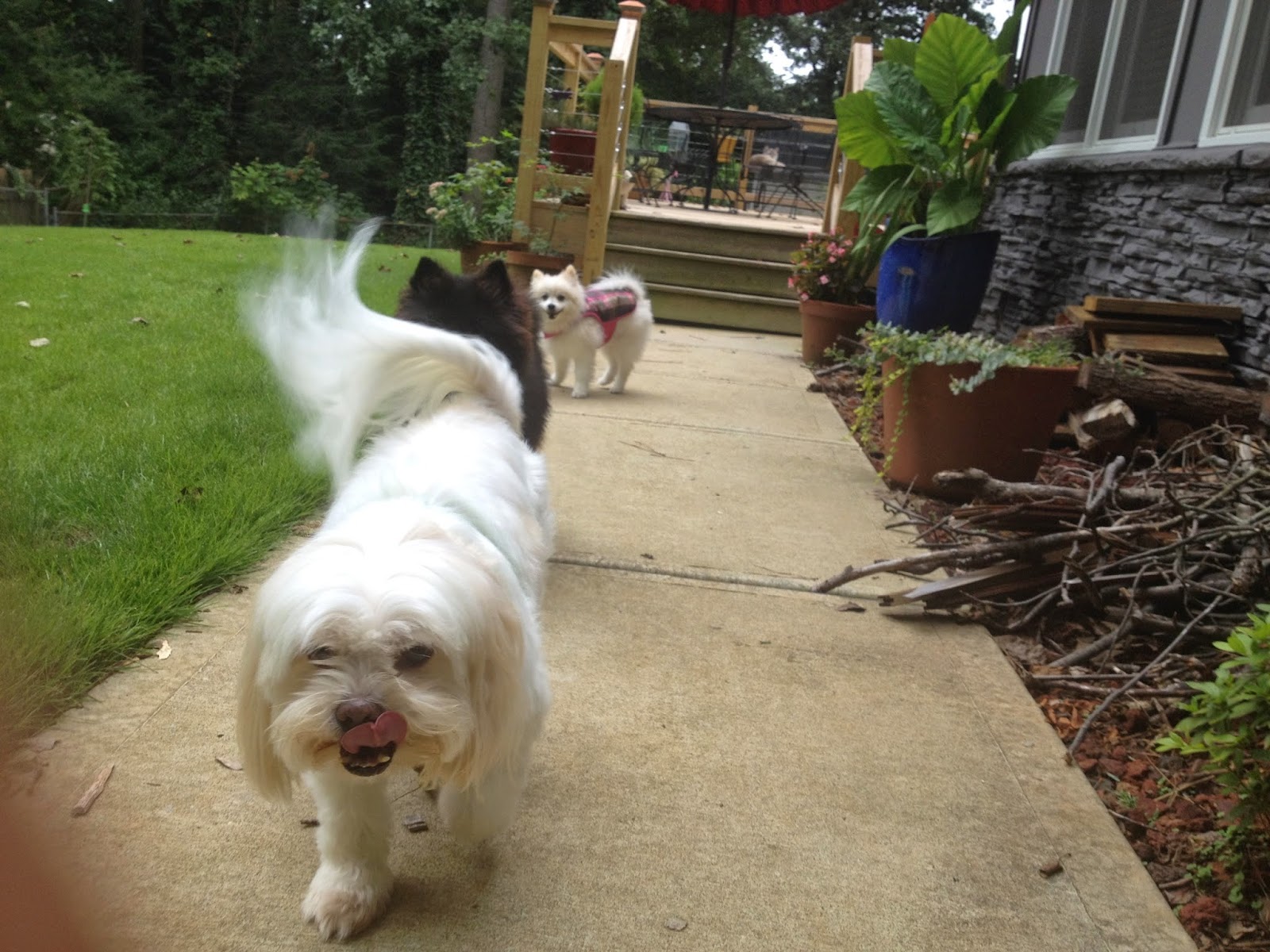 Potty Animals of Atlanta, LLC