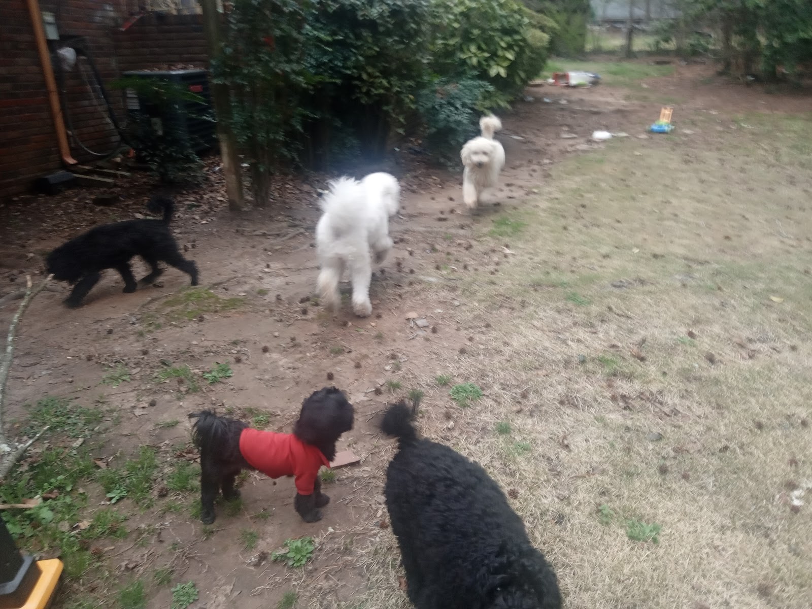 Potty Animals of Atlanta, LLC - Photo 2