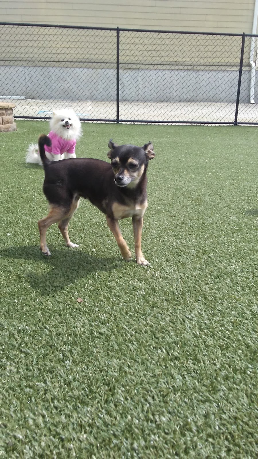 Potty Animals of Atlanta, LLC - Photo 4