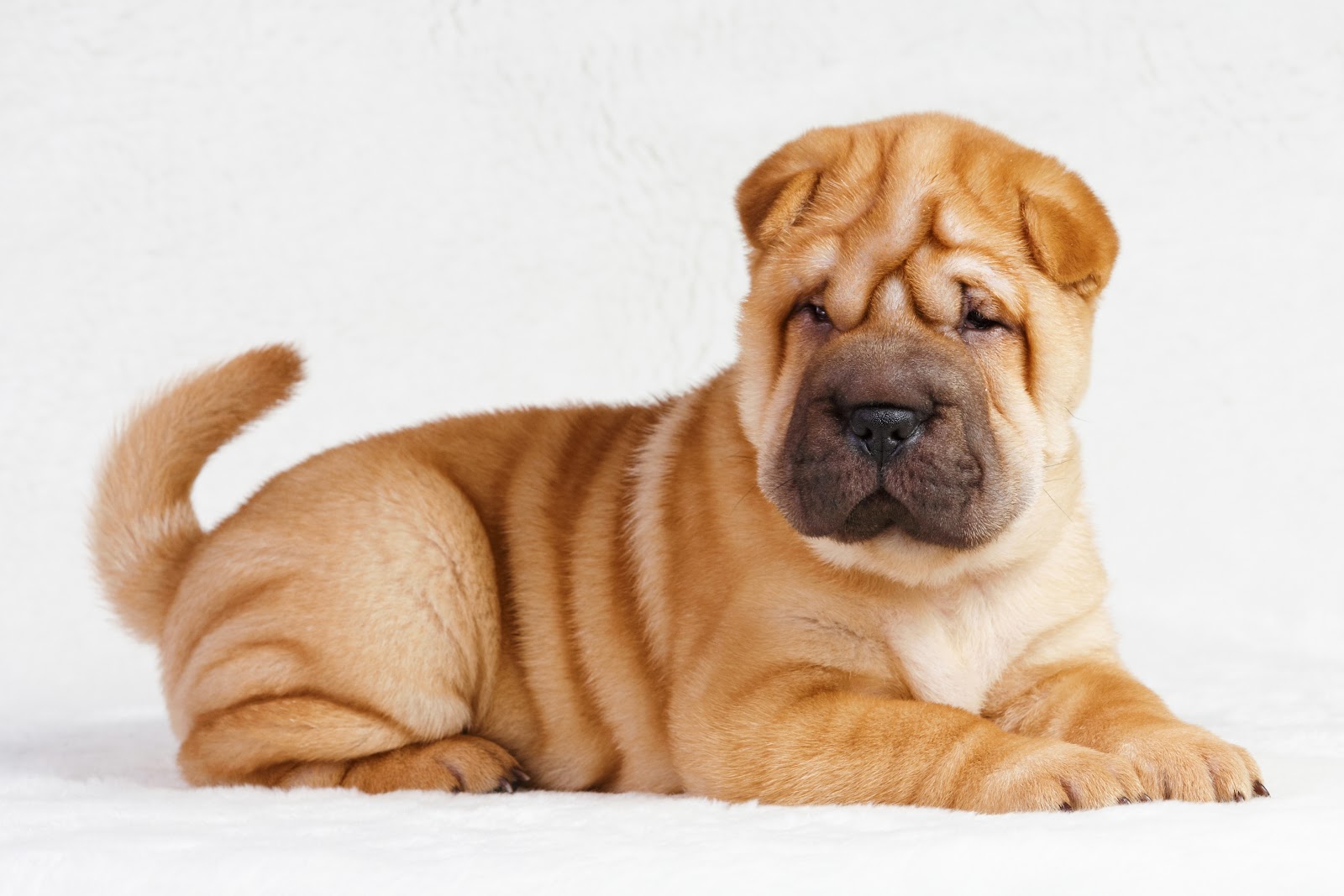 Scoop Masters Palm Beach - Photo 3