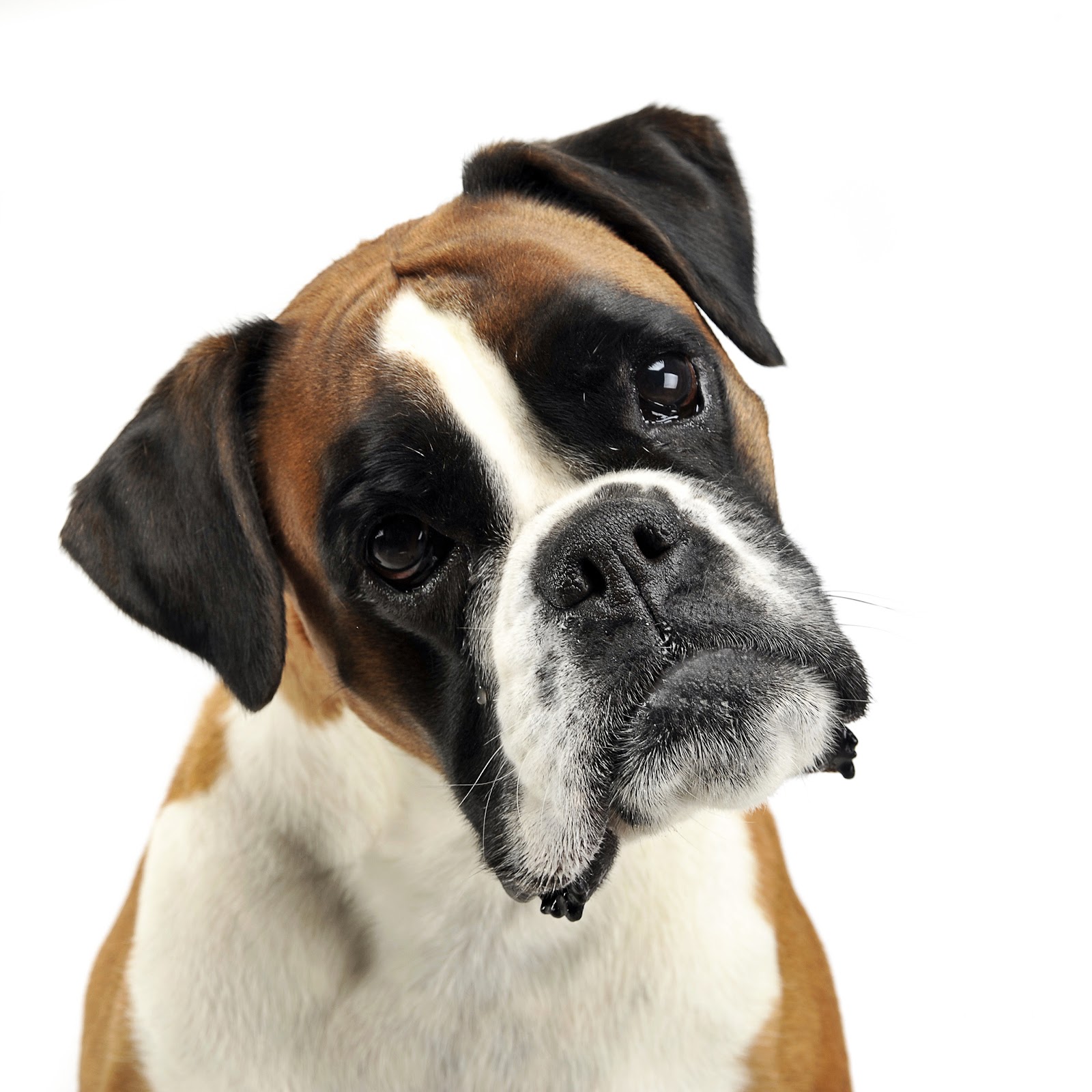 Scoop Masters Palm Beach - Photo 4