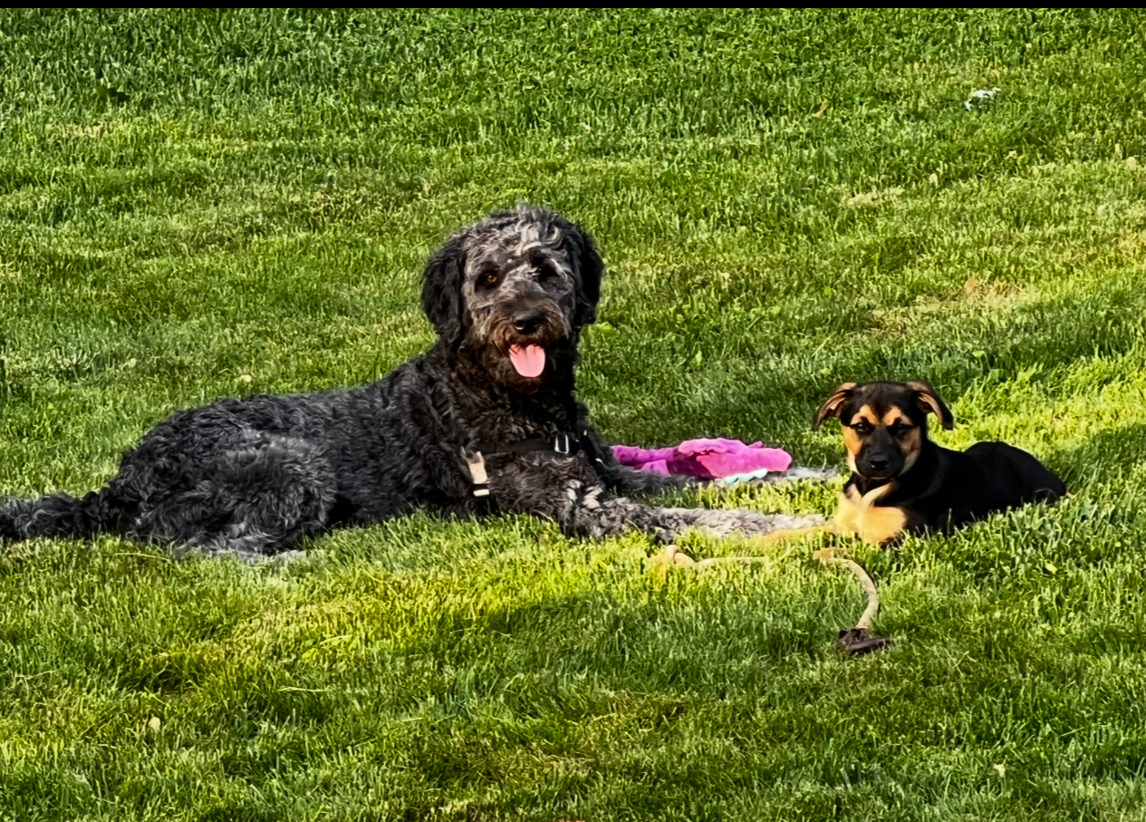 Lucky Dogs Pet Waste Service - Photo 3