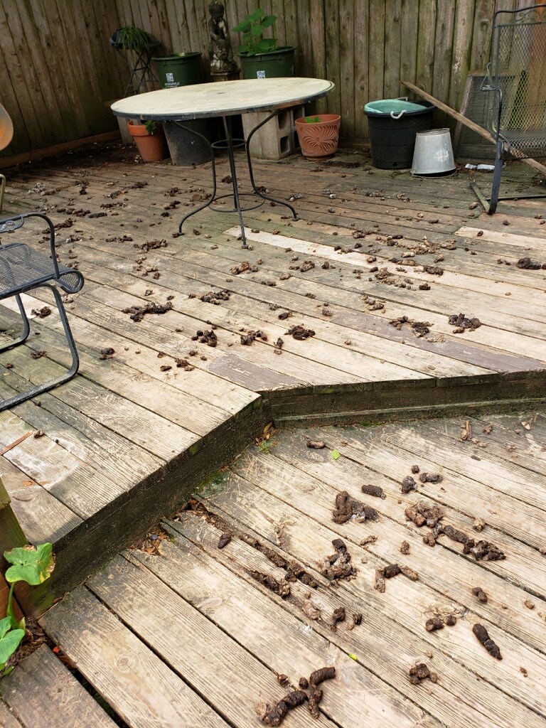 POOP 911 Houston - Photo 3