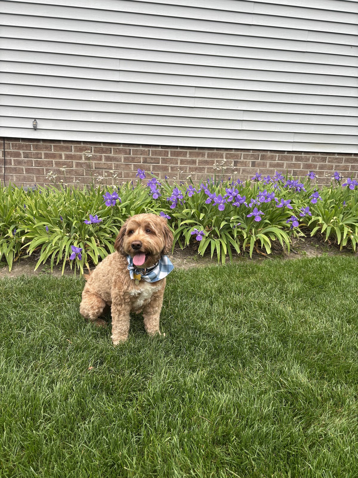 Yard Patrol - Photo 3