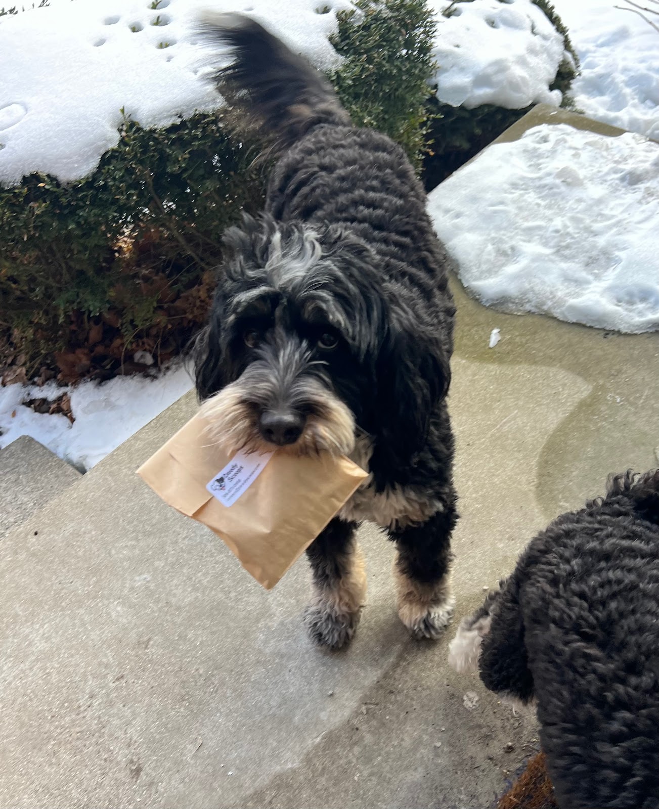 Doody Scoops - Photo 3