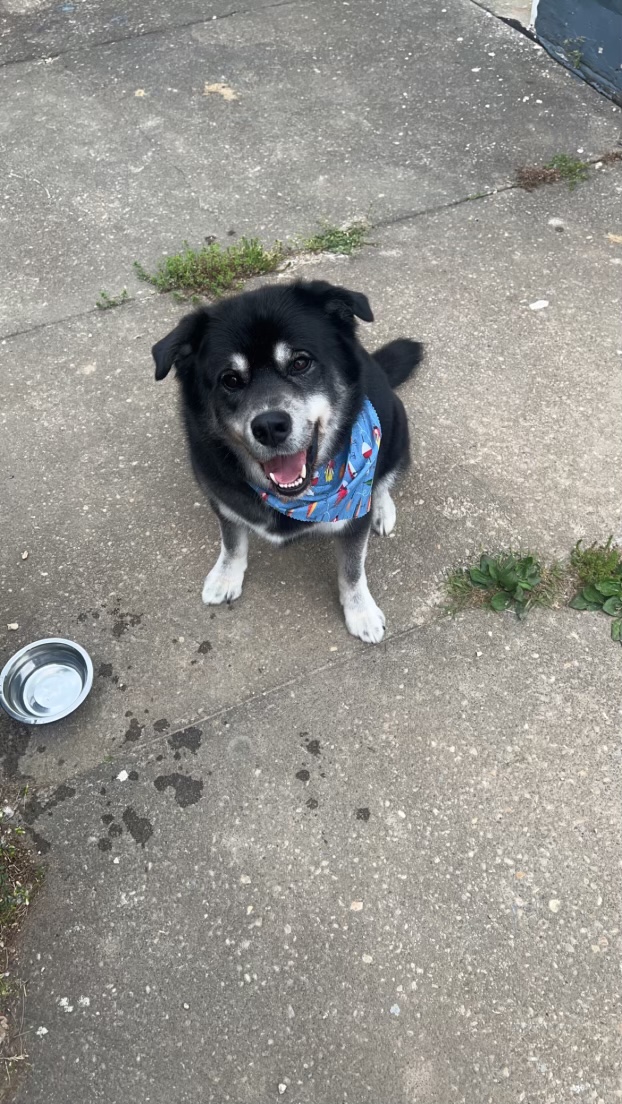 Poopy Scoopers - Photo 2