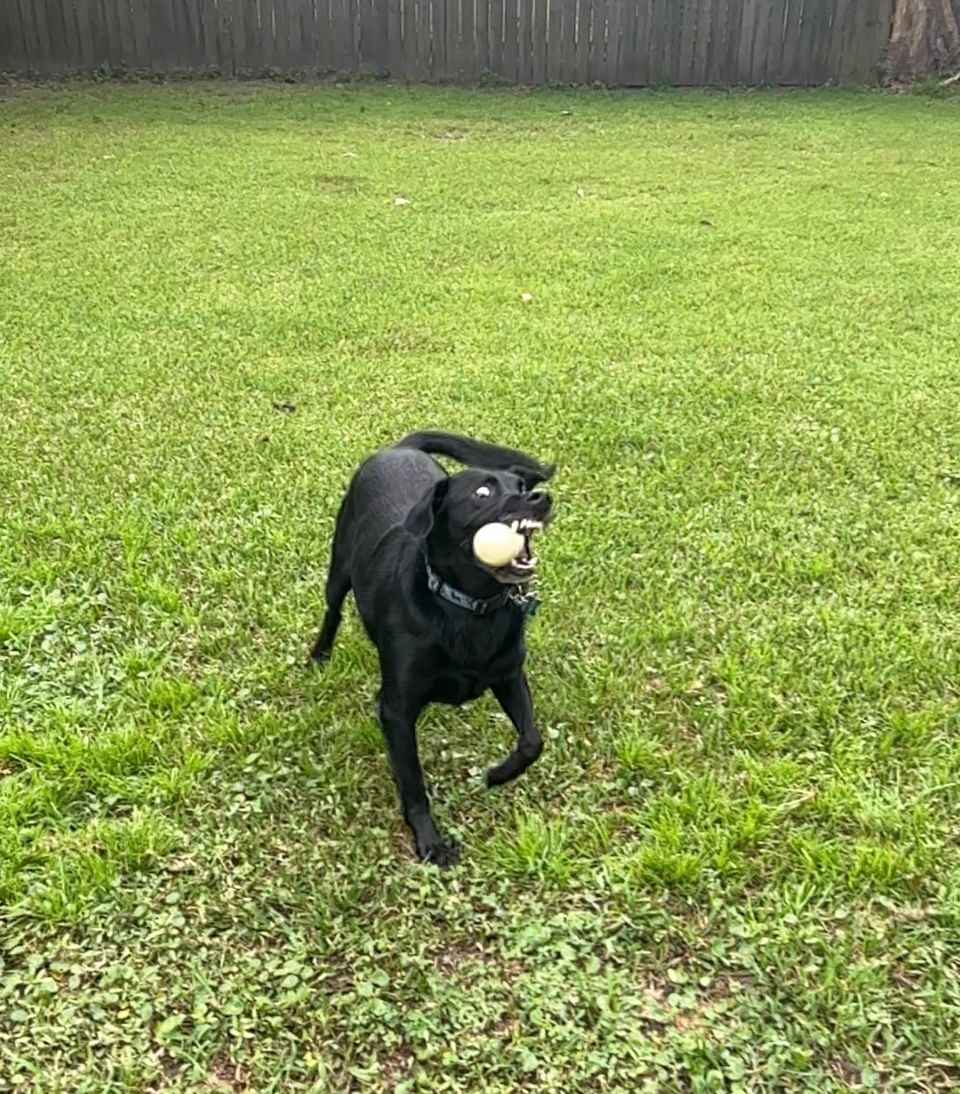 LabraDuty LLC - Photo 4