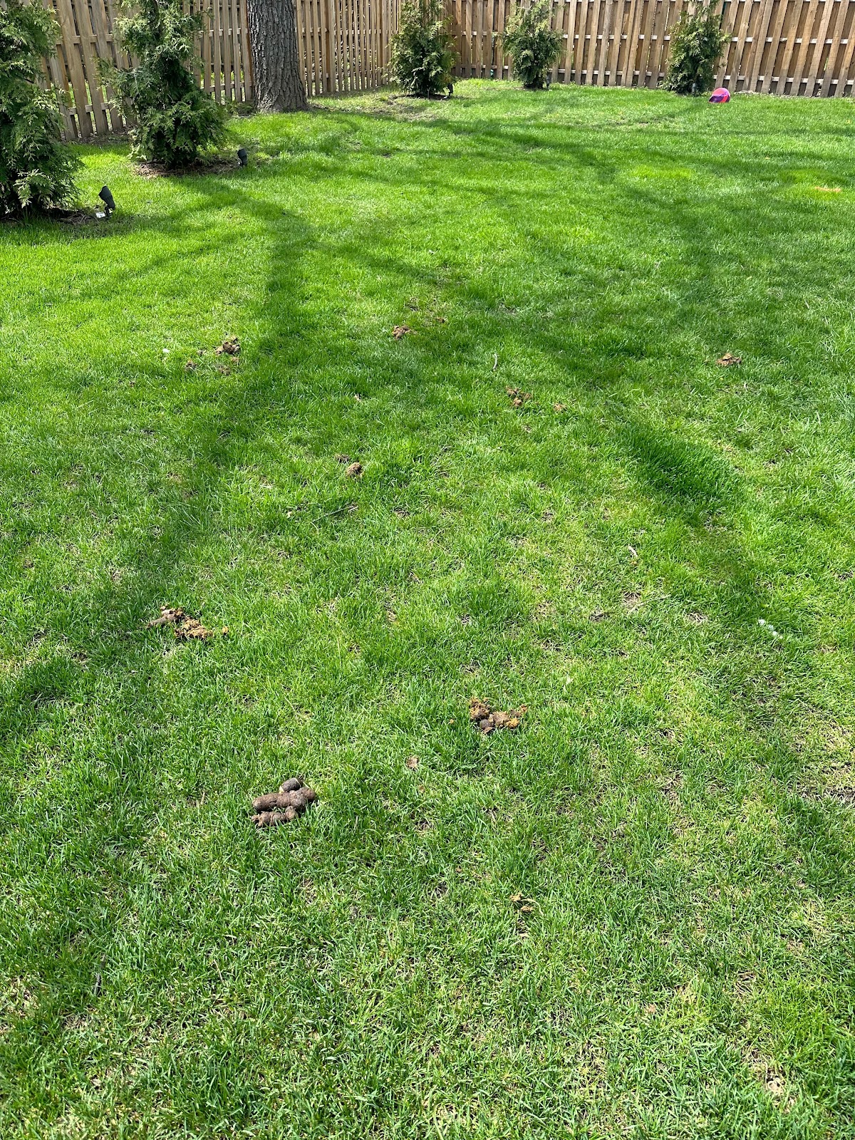 Dog Dooty LLC - Photo 3