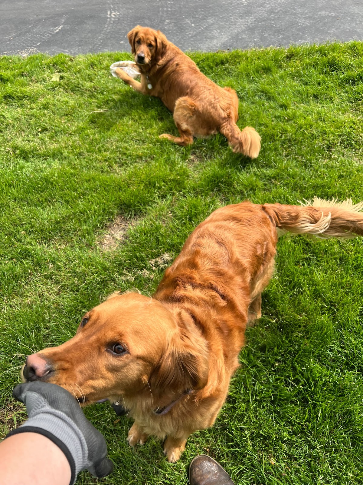 Dog Dooty LLC - Photo 4