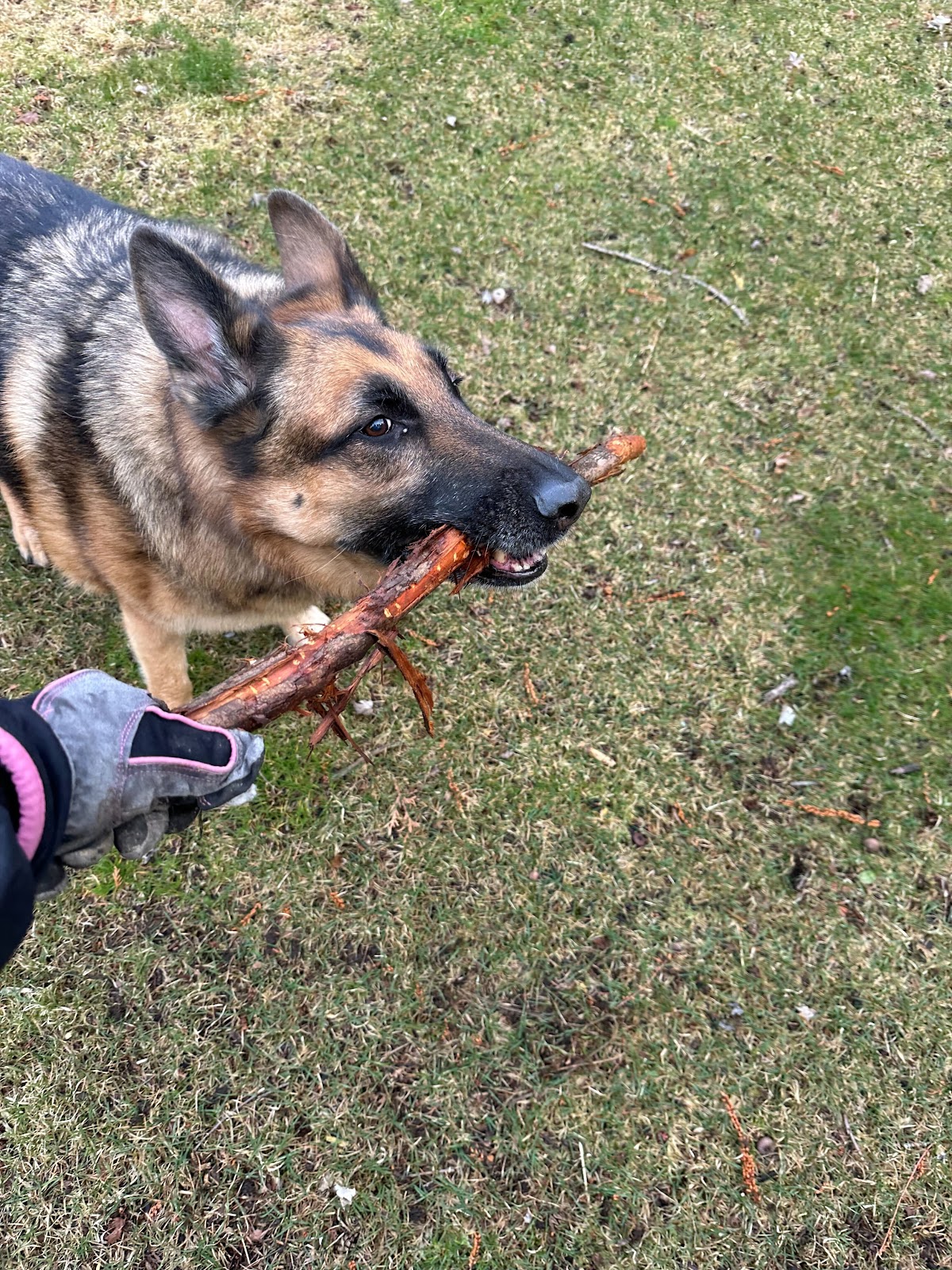 Doggie Genie LLC - Photo 3