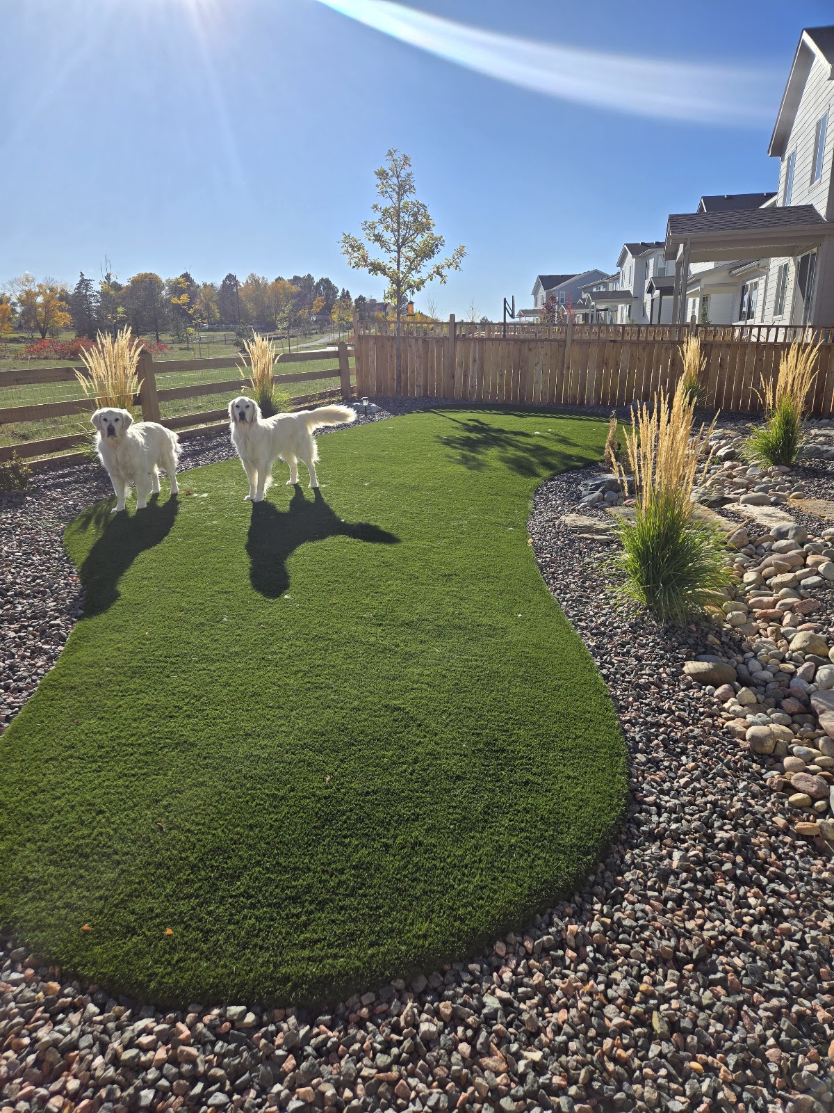 Poopless Yards - Photo 2