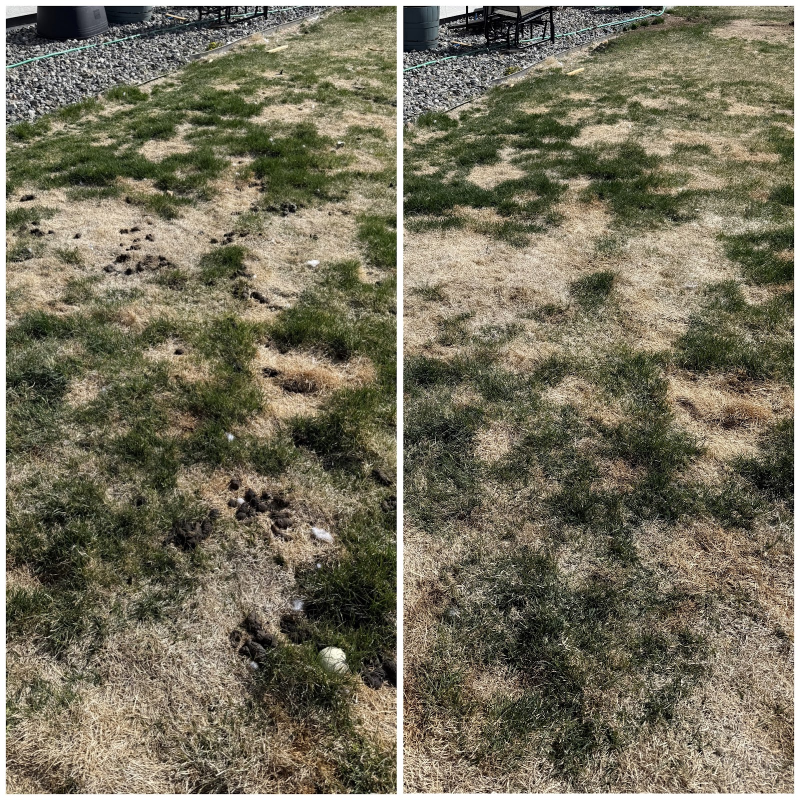 Poopless Yards - Photo 3