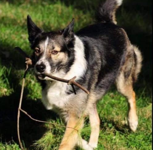 All Needs Pet Service - Photo 2