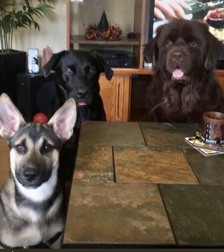 All Needs Pet Service - Photo 4