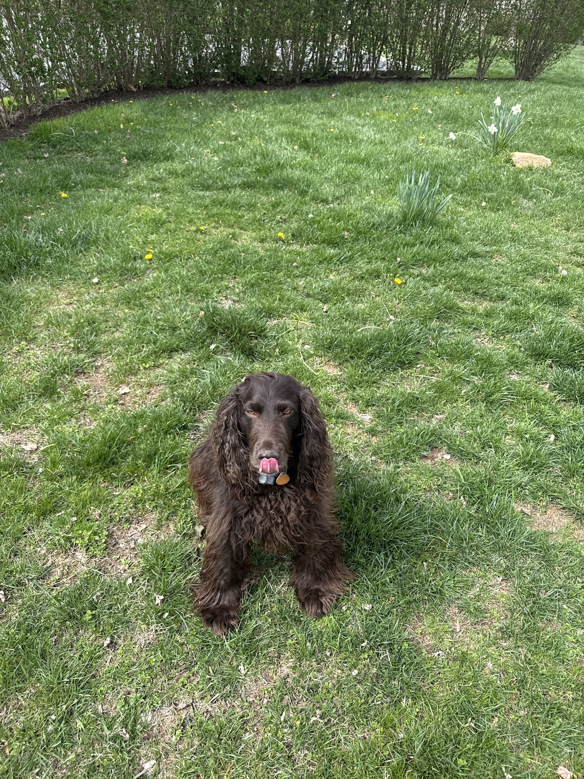 Poopie Scoopers r-us, Sir Scoop