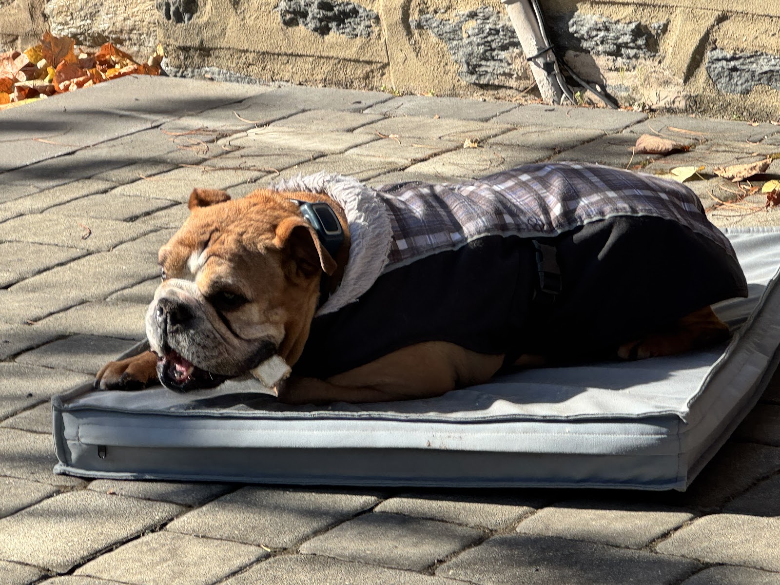 Poopie Scoopers r-us, Sir Scoop - Photo 2