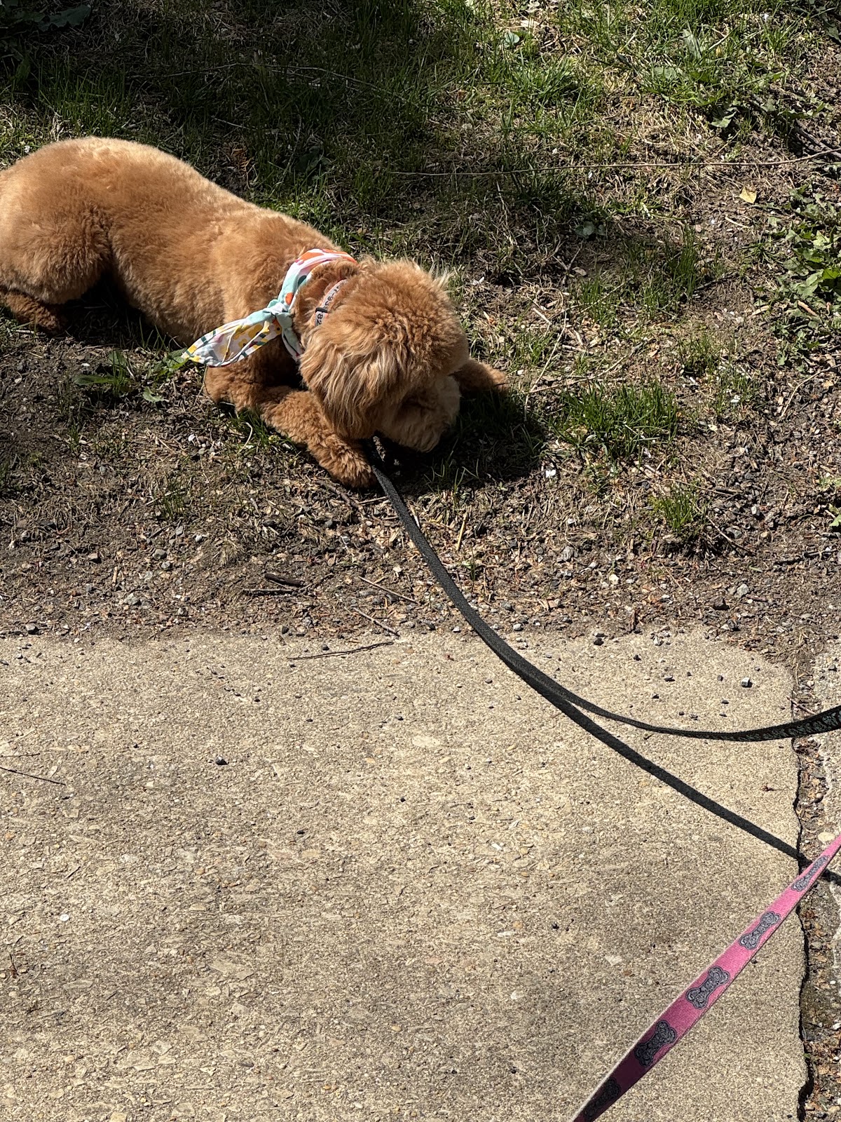 Poopie Scoopers r-us, Sir Scoop - Photo 3