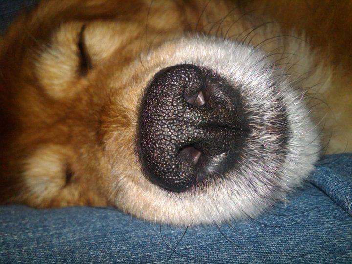 Lazy Day Pet Services, LLC