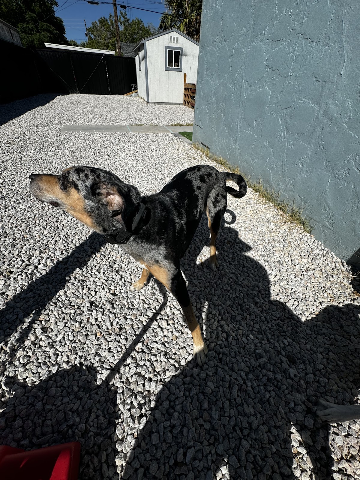 Vegas Scoopers - Photo 3