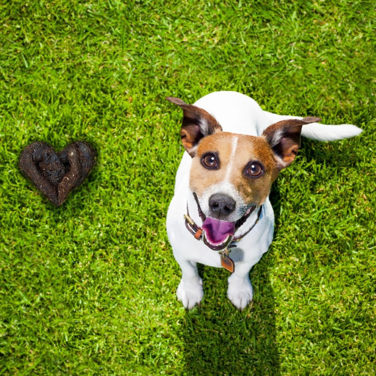 Scoop Masters Nashville