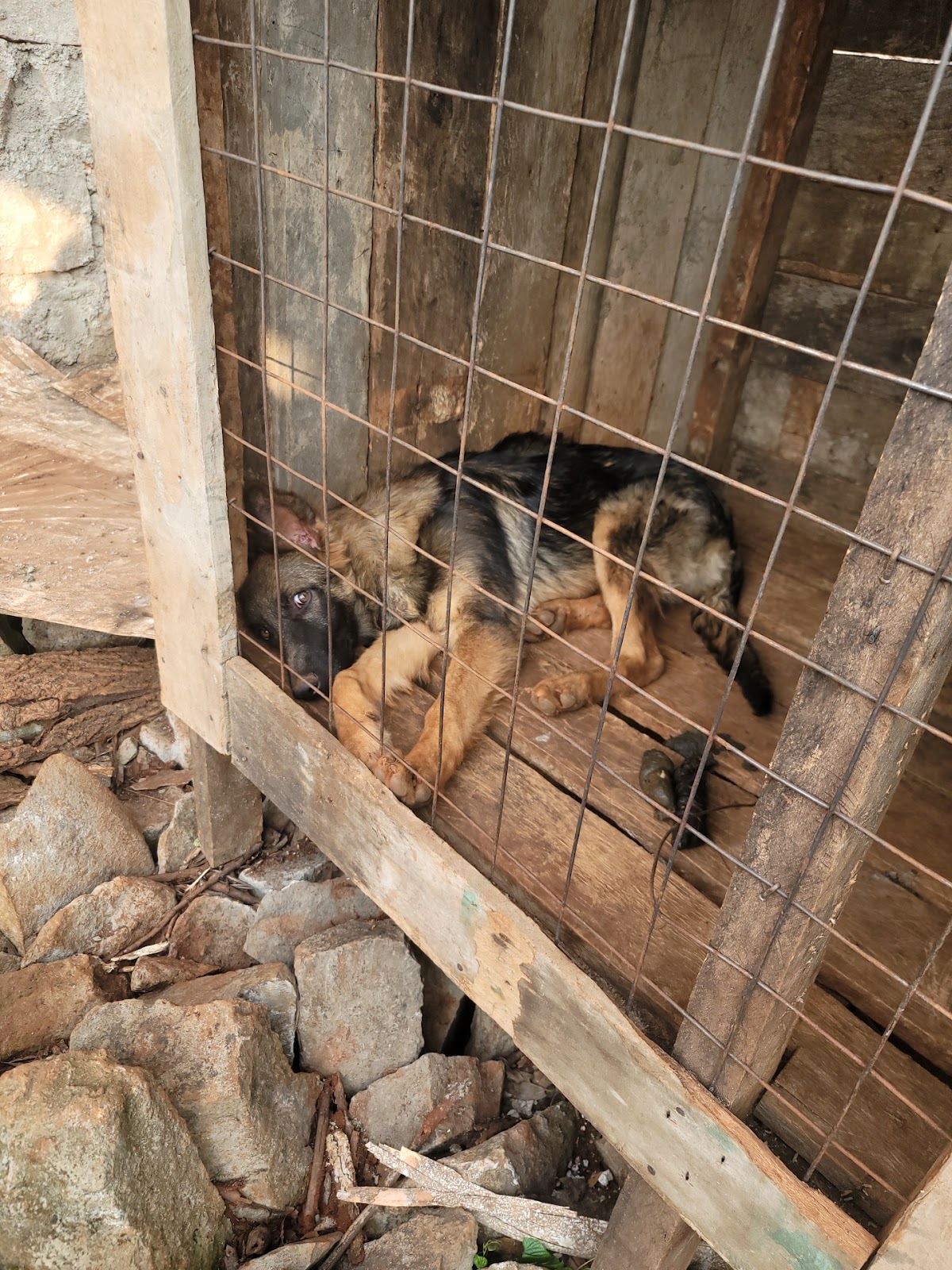 Pet Domestic of Manassas - Photo 2