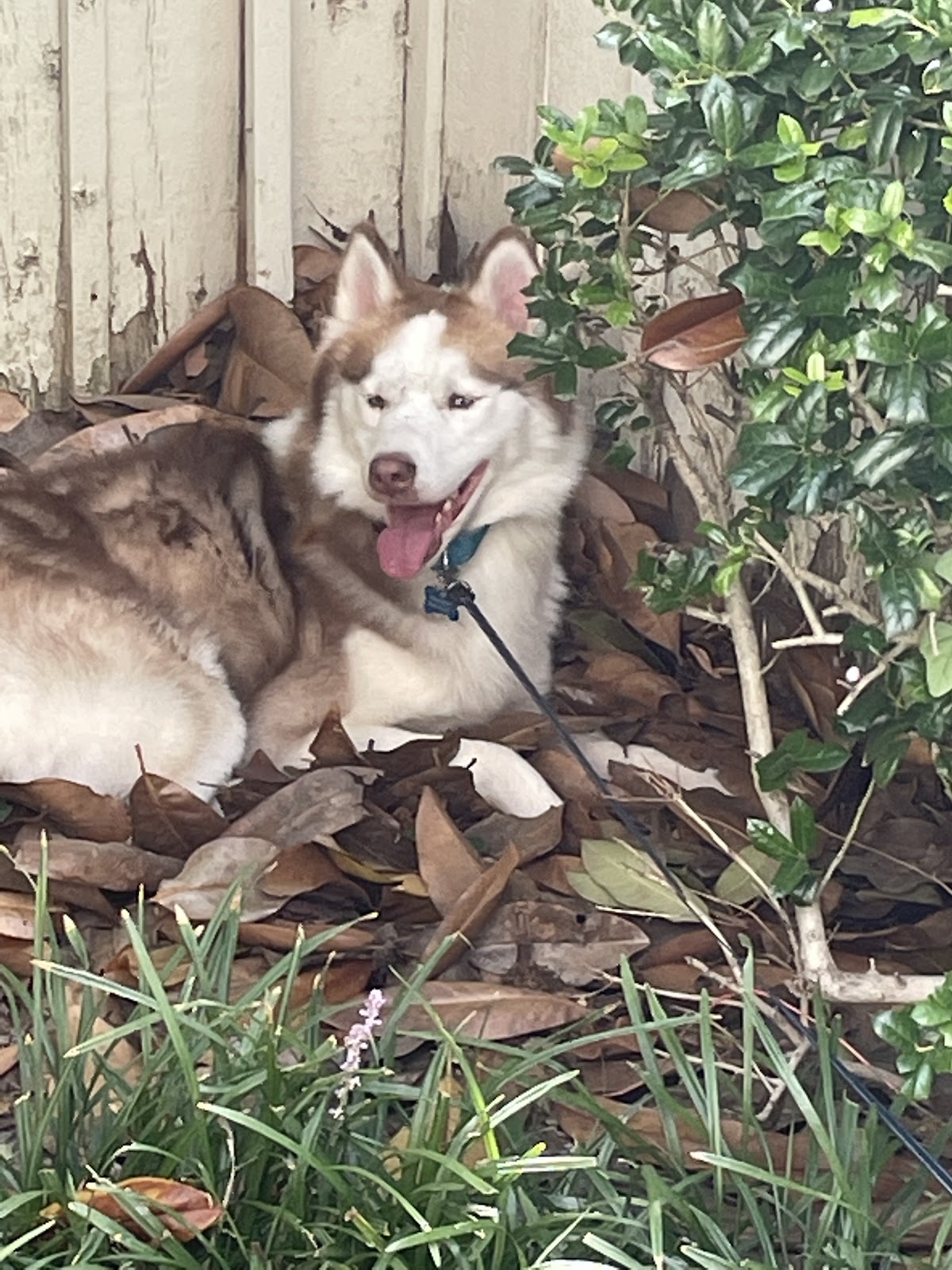 Pet Domestic of Manassas - Photo 3