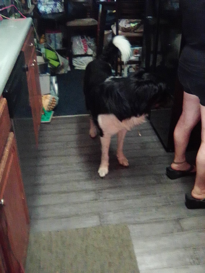 Pet Domestic of Manassas - Photo 4