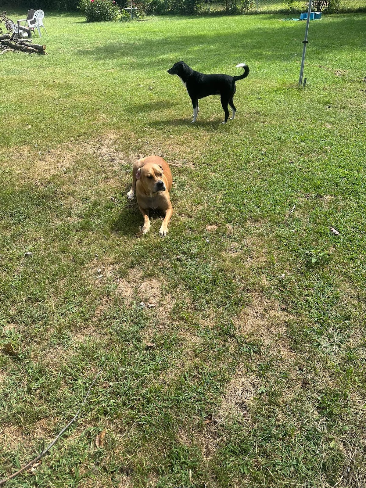 V's Dog Waste Removal - Photo 3