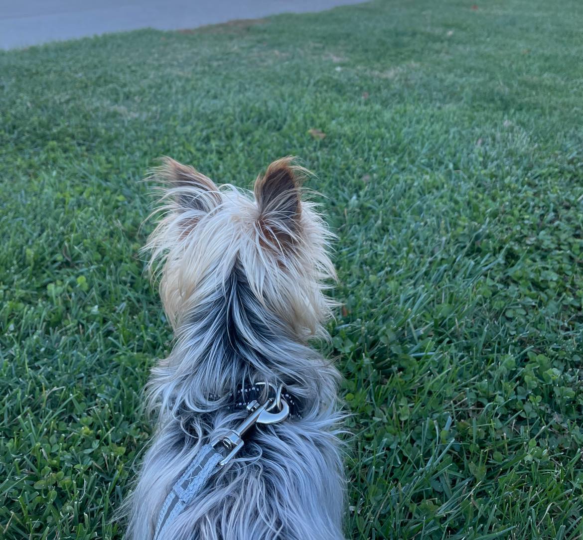 V's Dog Waste Removal - Photo 4