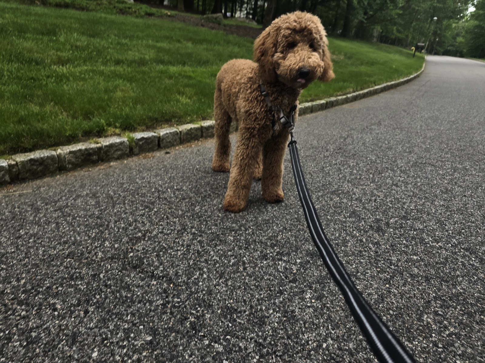 The Pet's Tale - Photo 2