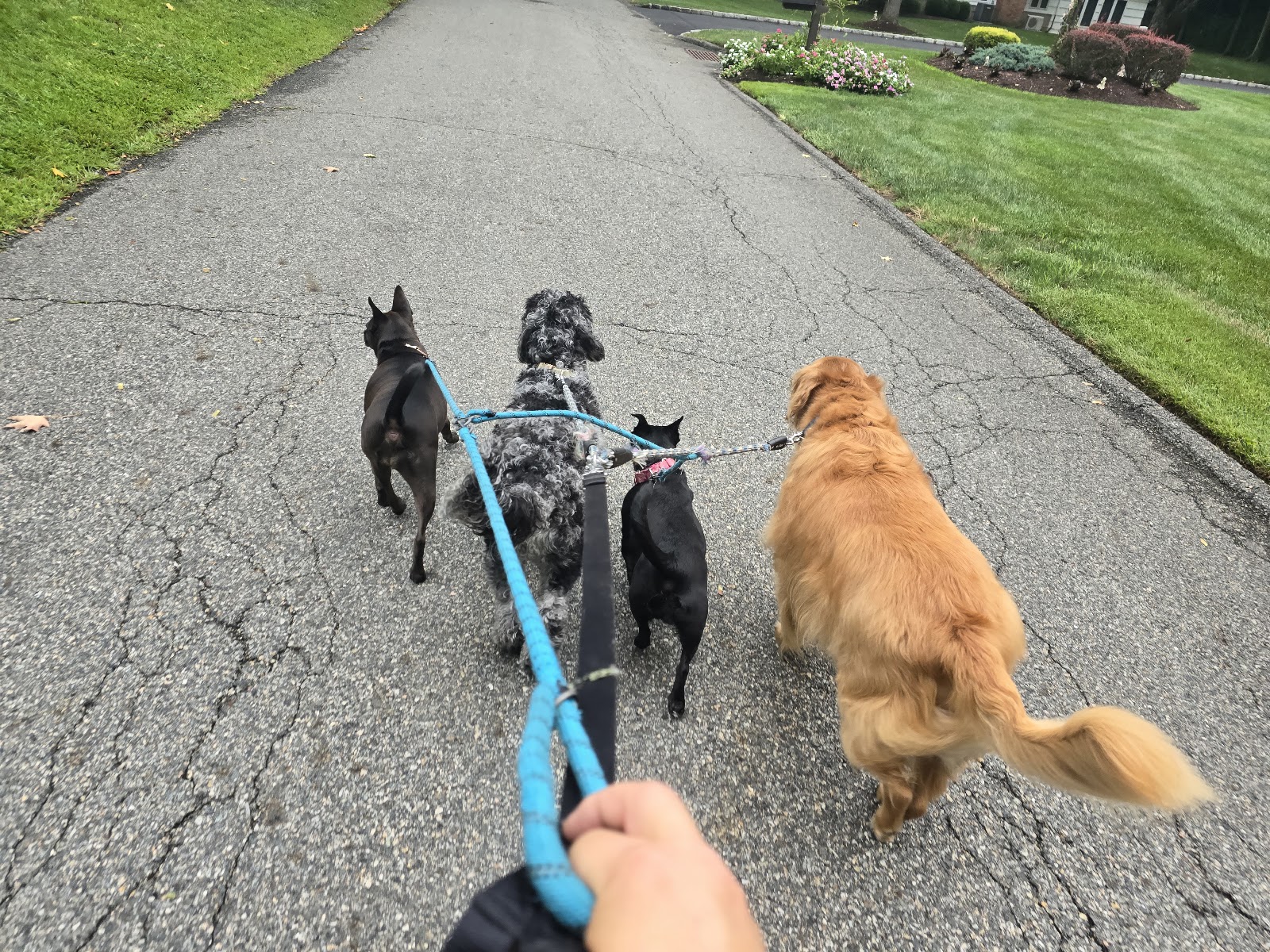 The Pet's Tale - Photo 3