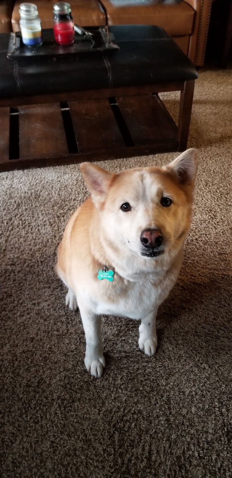 When Doody Calls - Pooper Scoopers