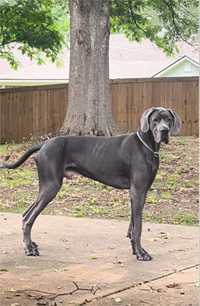 Royal Pooper Scooper - Photo 3