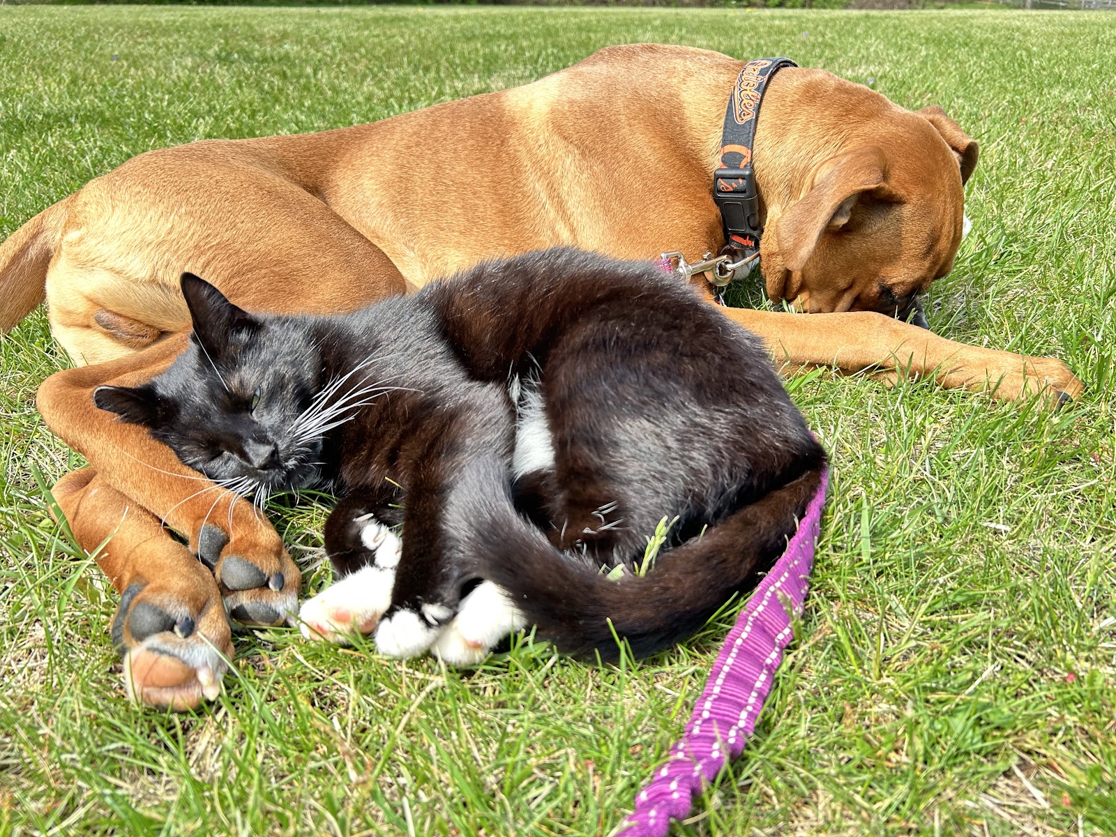 POOP 911 Northern Maryland - Photo 3