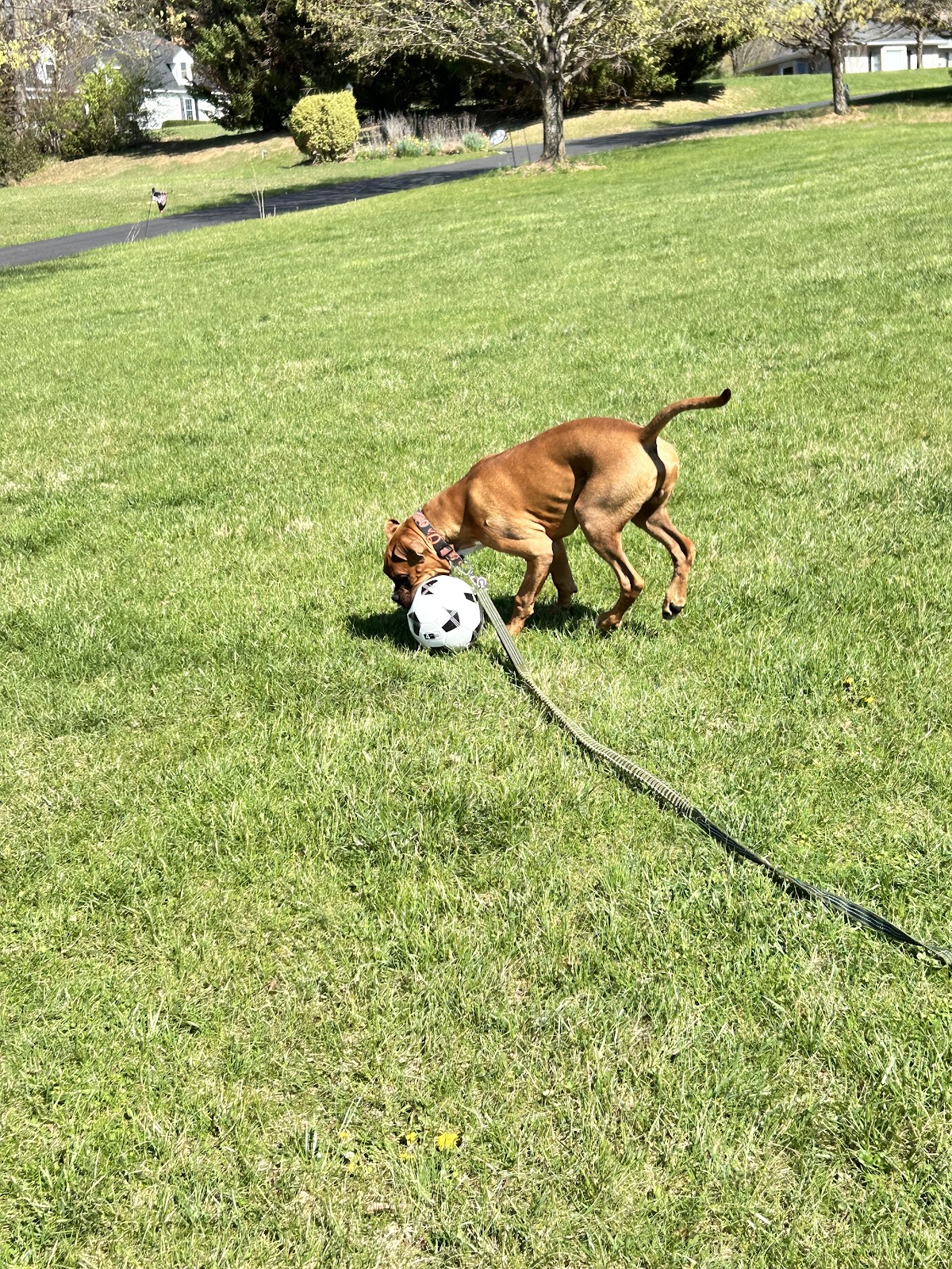 POOP 911 Northern Maryland - Photo 4