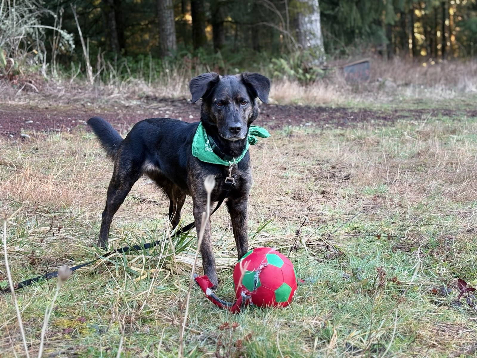 Scoop Squad LLC - Photo 4