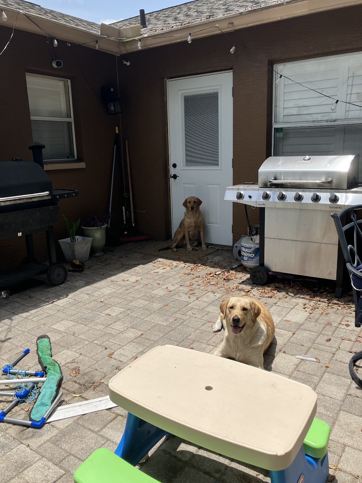 K9 Turf Solutions LLC - Tampa Bay - Photo 2