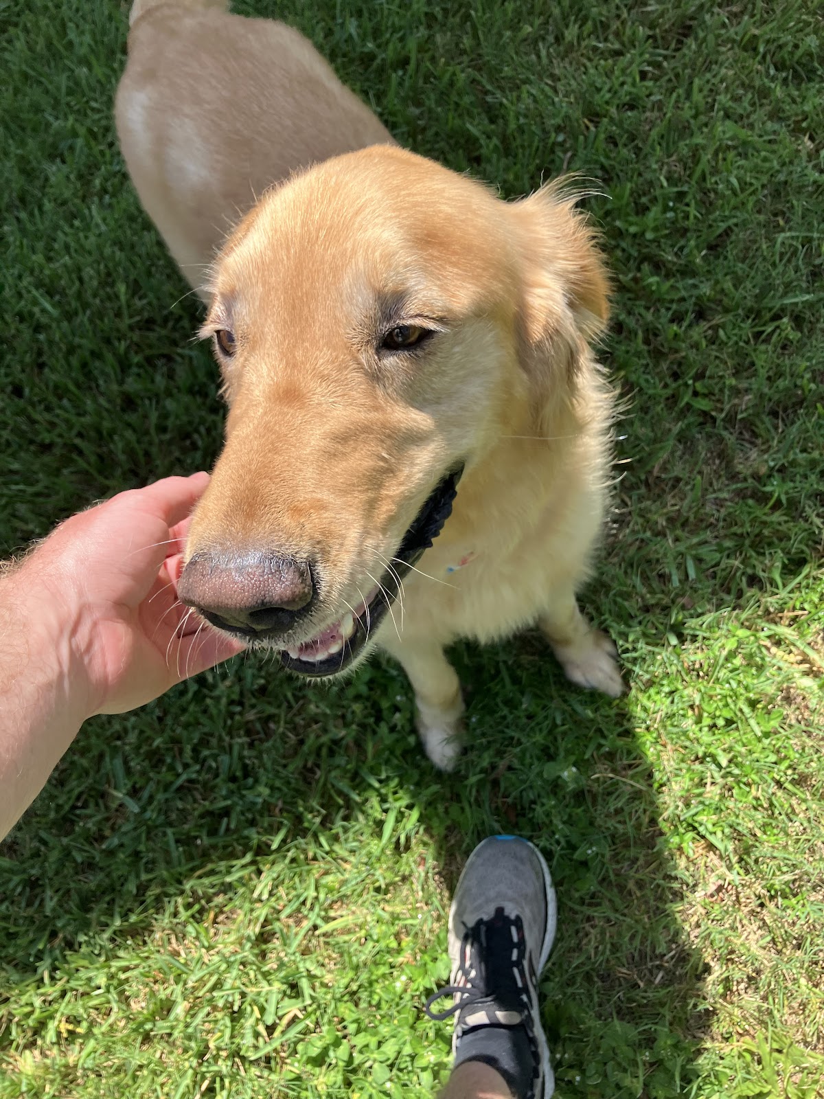 K9 Turf Solutions LLC - Tampa Bay - Photo 4